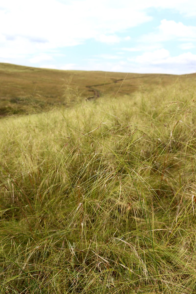Image of Stipa capillata specimen.