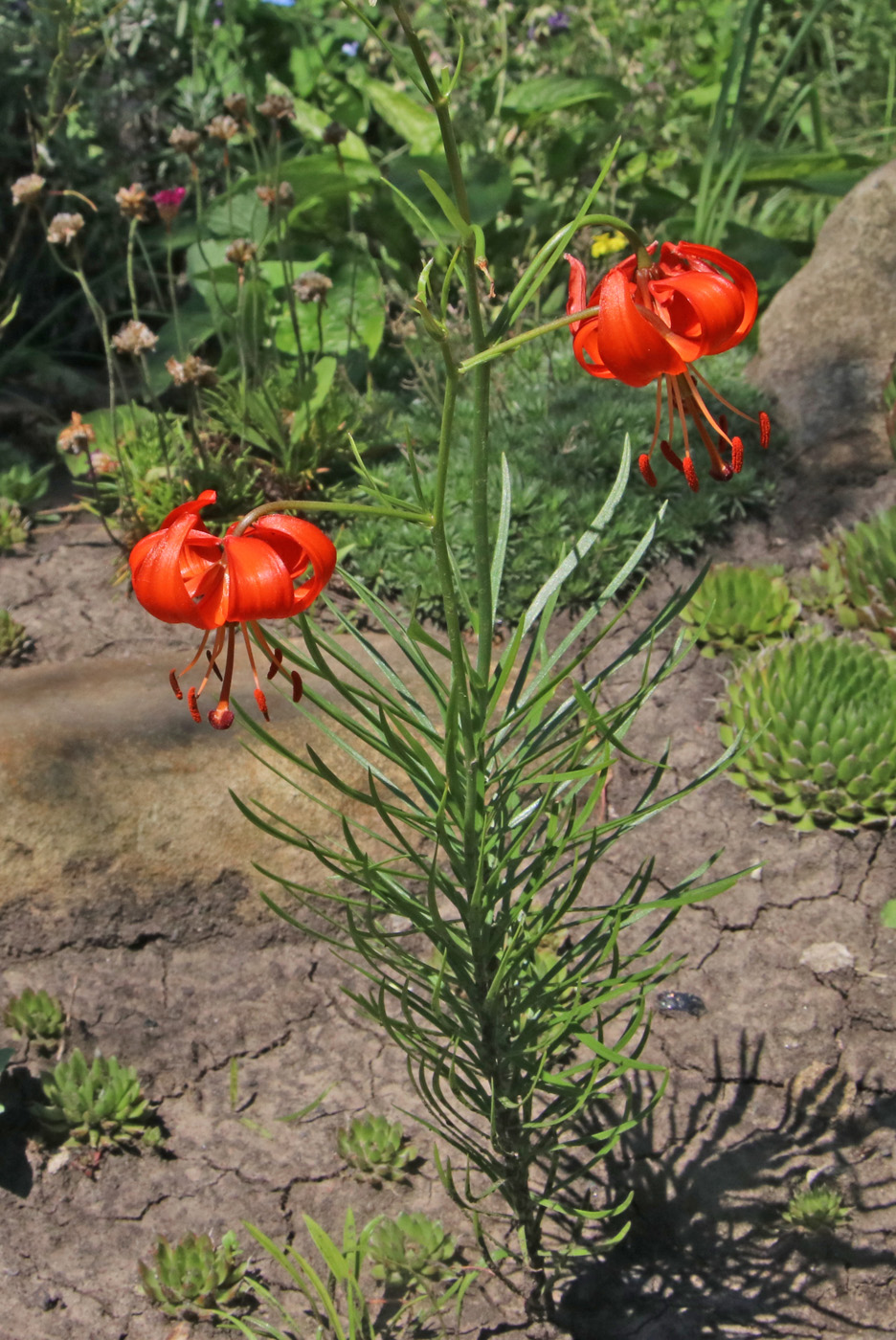 Image of Lilium pumilum specimen.