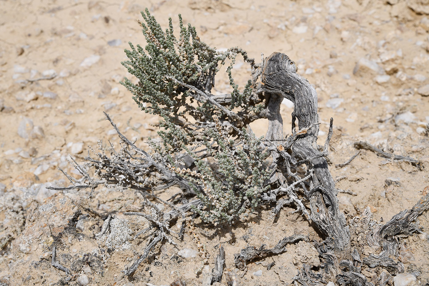 Image of Salsola gemmascens specimen.
