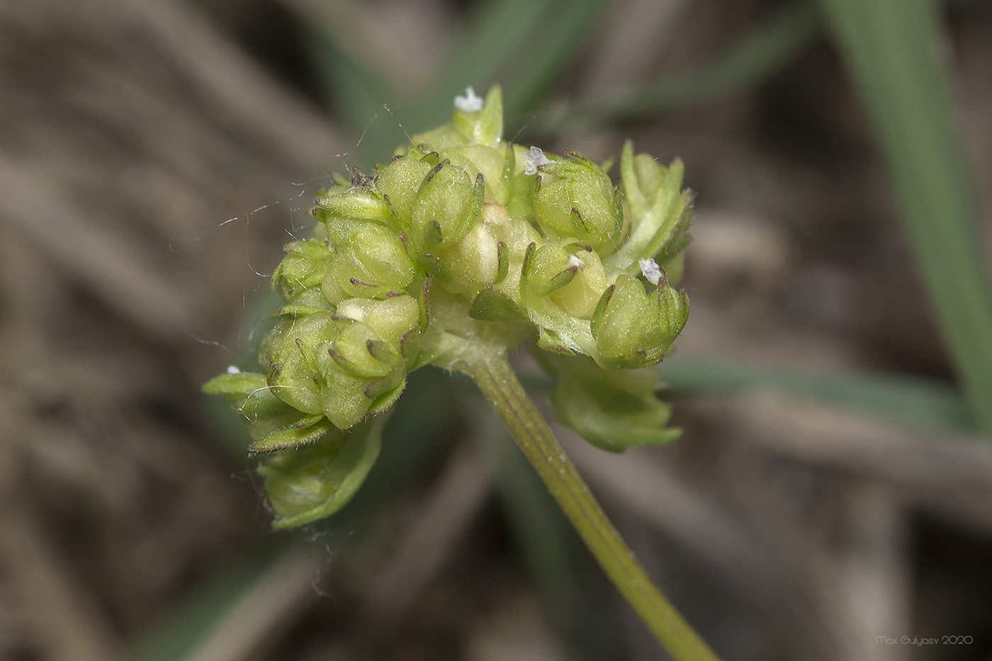 Image of Valerianella costata specimen.