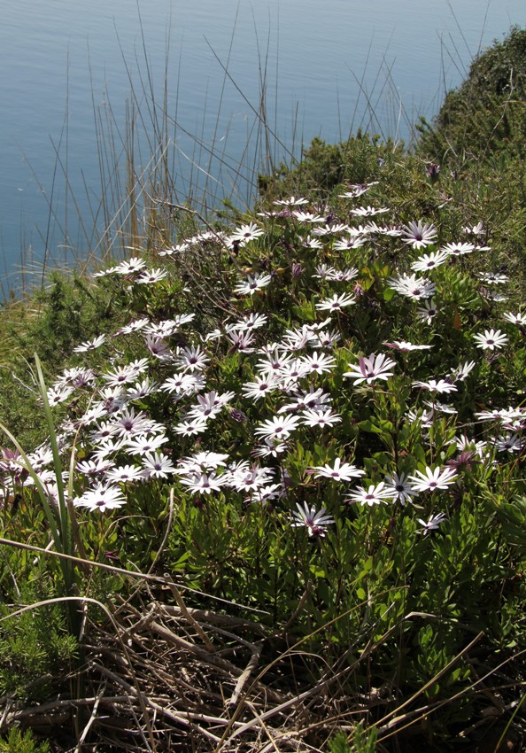 Image of Dimorphotheca ecklonis specimen.