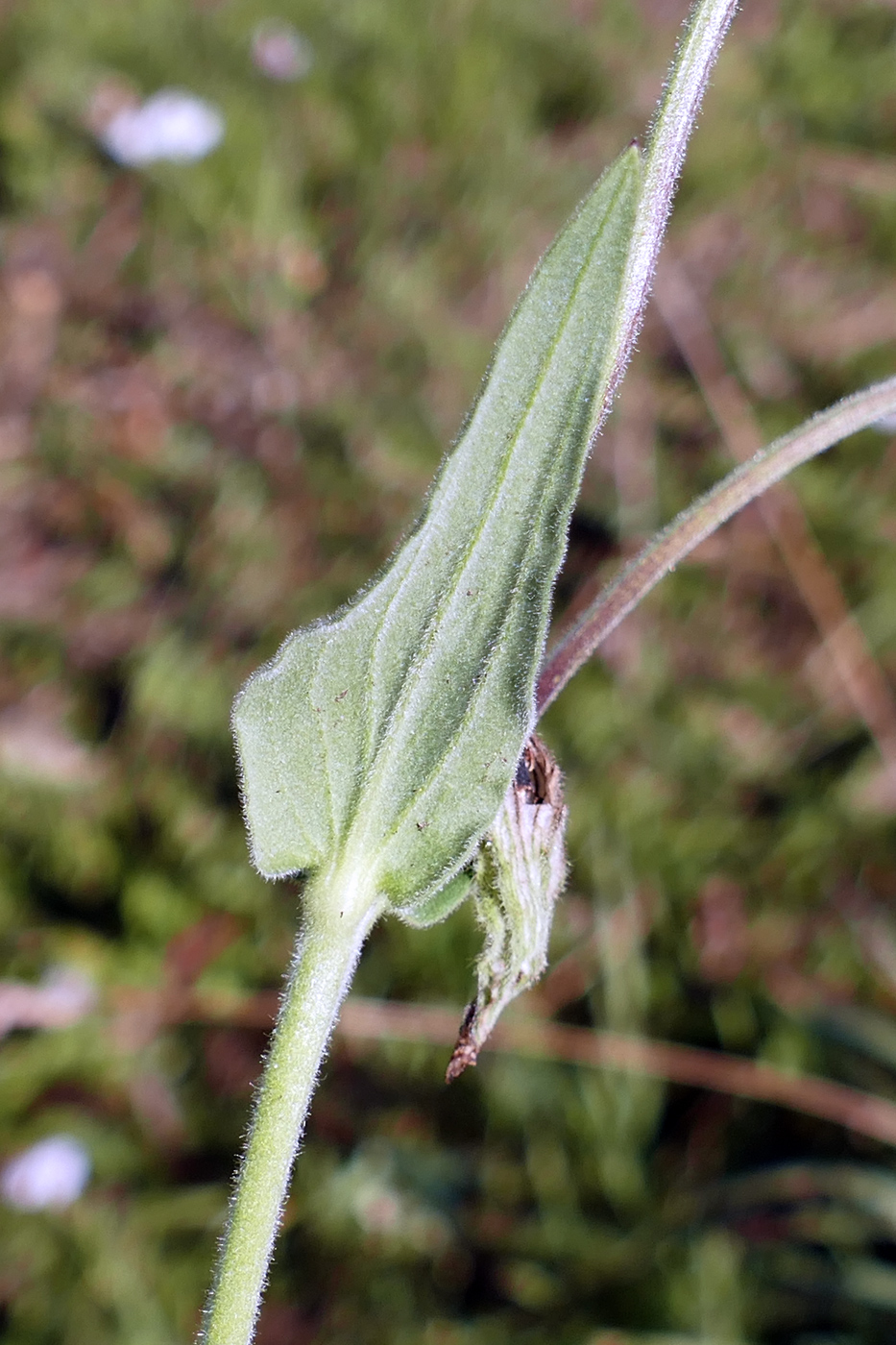 Image of Melandrium album specimen.