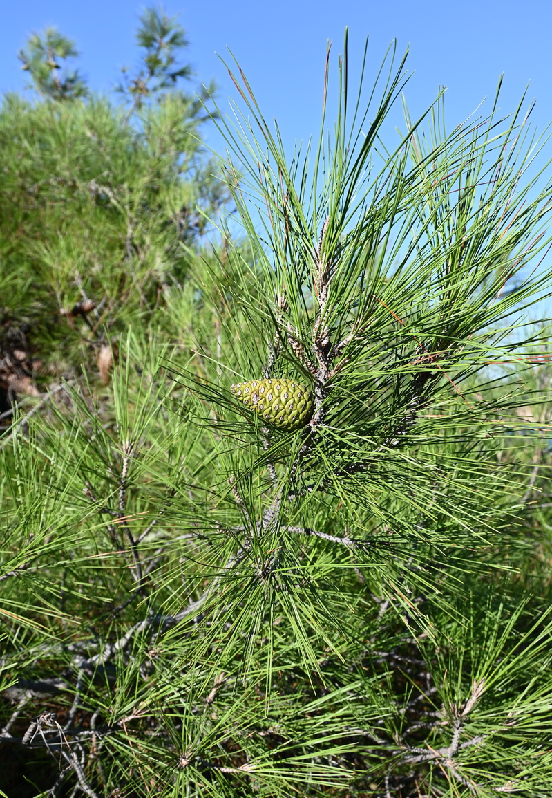 Image of genus Pinus specimen.