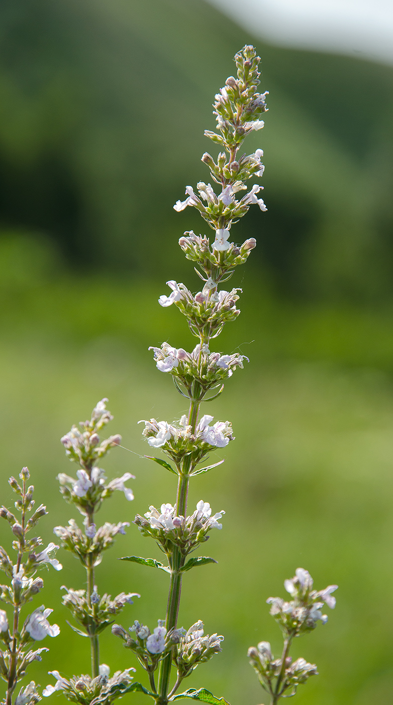 Image of Nepeta nuda specimen.
