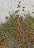 Pallenis spinosa. Засохшее плодоносящее растение. Португалия, округ Сетубал, окр. пляжа Фигеринья, у дороги. 03.08.2025.