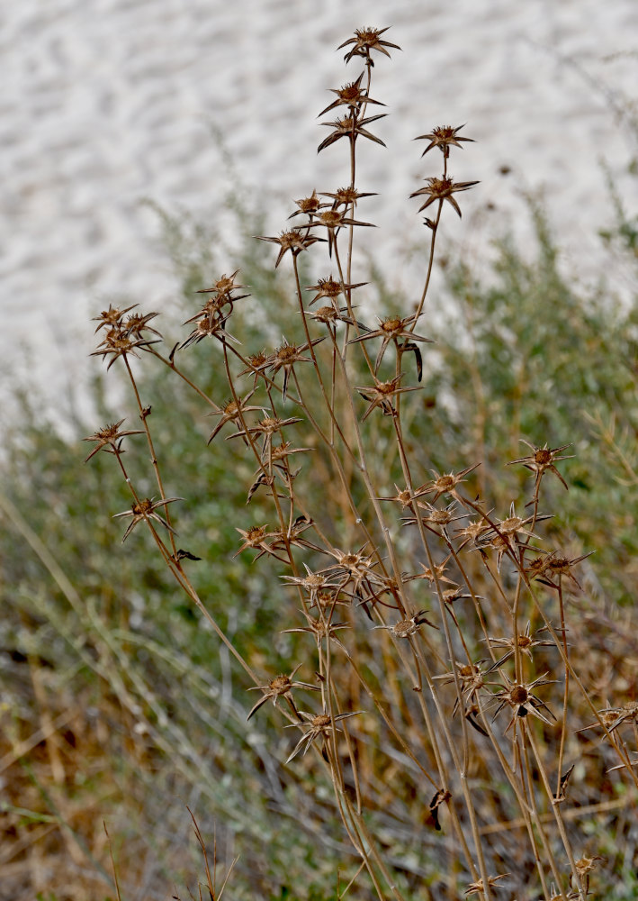 Image of Pallenis spinosa specimen.