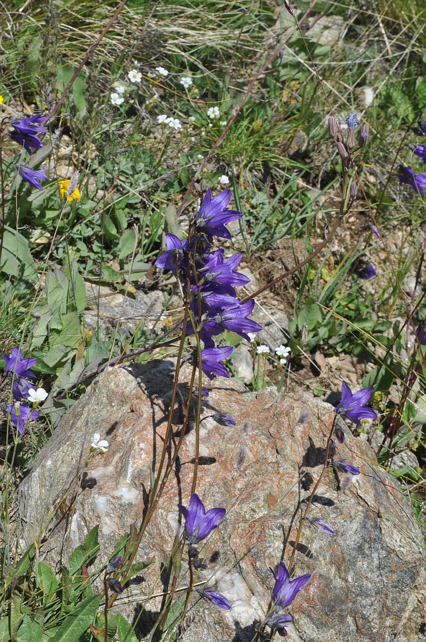 Изображение особи род Campanula.