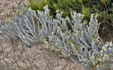 Otanthus maritimus. Цветущие растения. Португалия, округ Лиссабон, устье р. Сизандру, песчаный пляж. 23.08.2025.