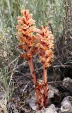 Orobanche centaurina