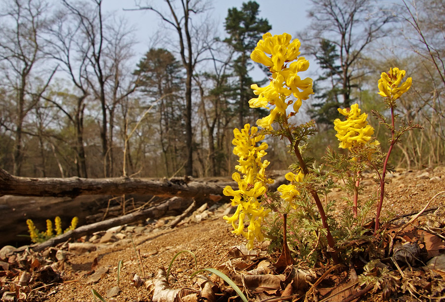 Изображение особи Corydalis speciosa.