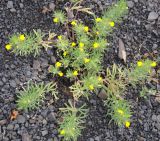 Ajuga chia. Цветущее растение. Республика Дагестан, Ахтынский р-н, с. Ахты. Горный склон. 27.06.2026.