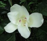 Magnolia ashei. Цветок. Московская обл., Щёлковский р-н, в культуре. 12.07.2026.