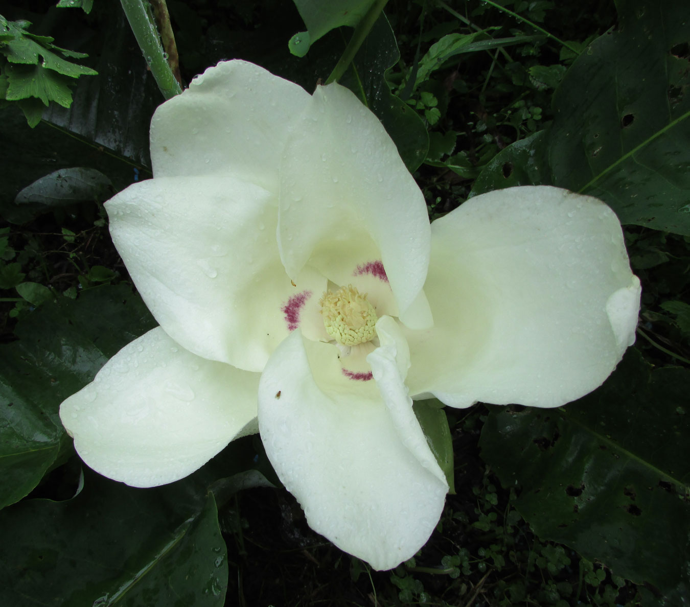 Изображение особи Magnolia ashei.