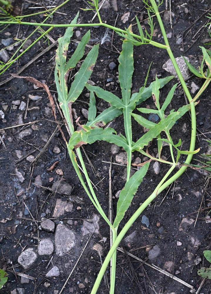 Изображение особи Falcaria vulgaris.