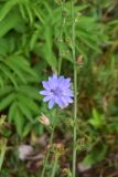 Cichorium intybus. Часть побега с цветком. Турция, ил Артвин, дер. Bağcılar, край зарослей. 12 июня 2026 г.