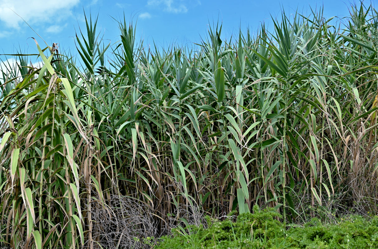 Изображение особи Arundo donax.