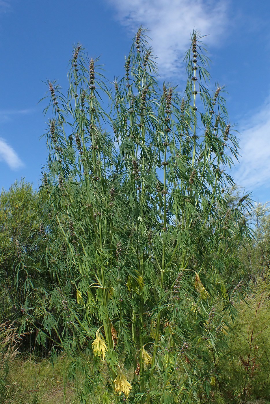 Image of Leonurus japonicus specimen.