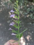 familia Lamiaceae. Верхушка цветущего растения. Краснодарский край, Туапсинский муниципальный округ, Новомихайловское городское поселение, тропа. 08.08.2024.