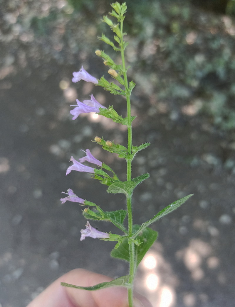 Image of Clinopodium nepeta specimen.