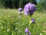Campanula cervicaria. Верхушка побега с соцветиями. Окр. Томска, луг на окраине кедрово-пихтового леса. 14 июля 2010 г.