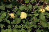 Cydonia oblonga