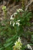 genus Aconogonon. Верхушка цветущего растения. Турция, ил Артвин, р-н Юсуфели, левый берег р. Бархал-Чайи над порогом, выс.1800 м н.у.м., скальная полка. 14 июня 2026 г.