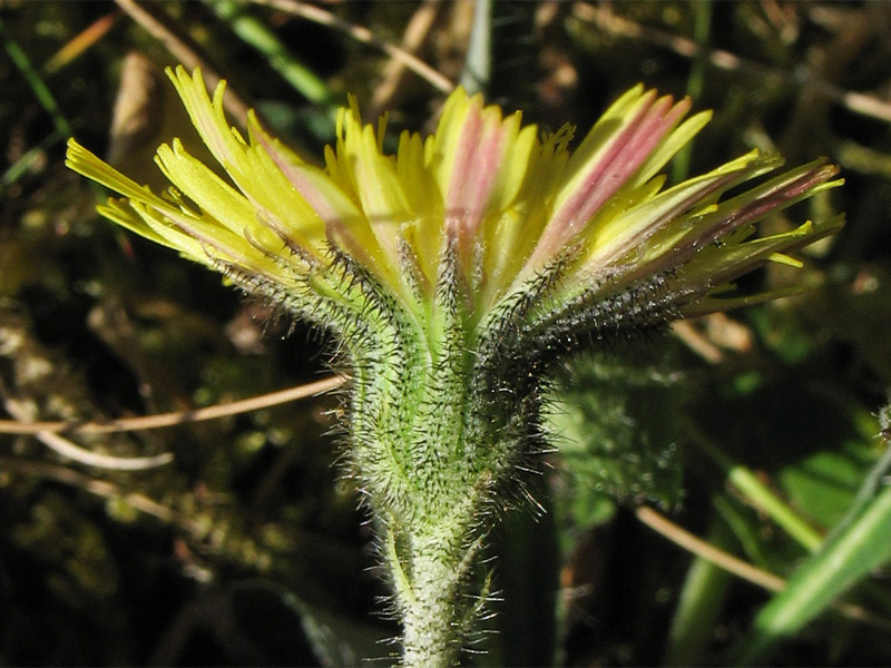 Изображение особи Pilosella officinarum.