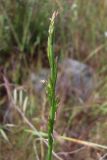genus Lolium. Соцветие. Южный берег Крыма, окр. пгт Гурзуф, ур. Мёртвая долина. 27.05.2011.
