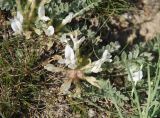 Astragalus rupifragus. Цветущее растение. Крым, Южный берег, гора Меганом. 07.05.2011.