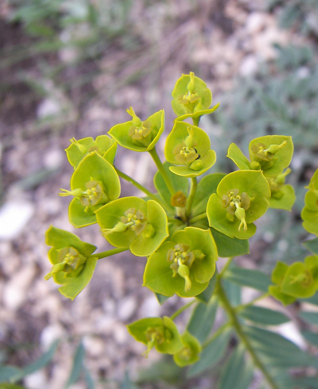 Изображение особи Euphorbia seguieriana.