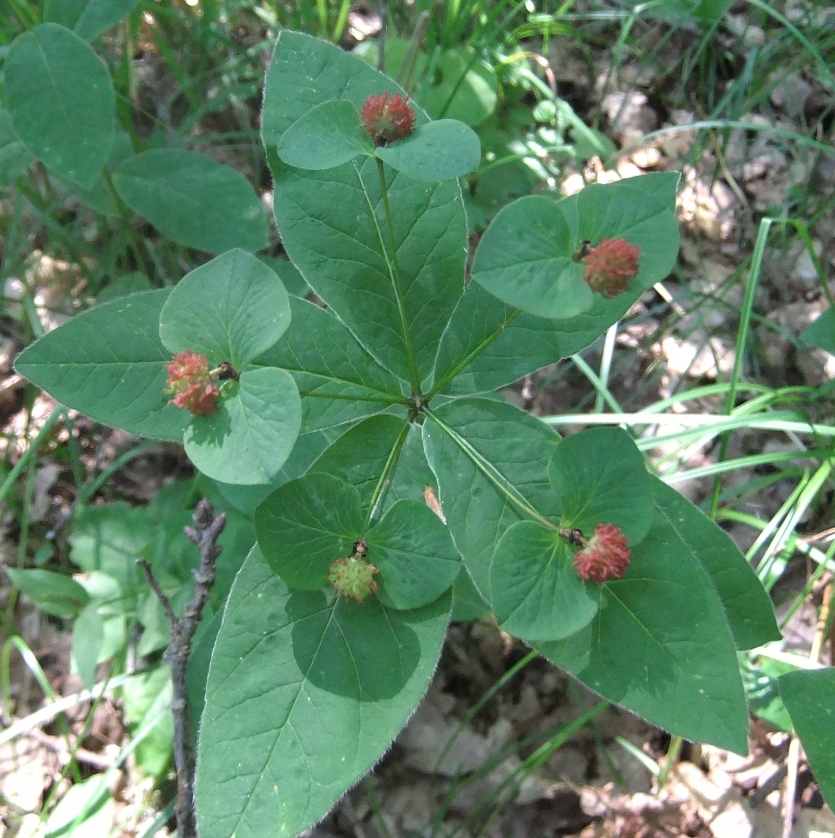 Image of Euphorbia squamosa specimen.