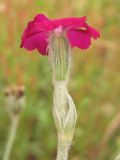 Lychnis coronaria