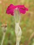 Lychnis coronaria. Цветок (вид сбоку). Нидерланды, Гронинген, придорожный газон, одичавшее. 22 июня 2008 г.