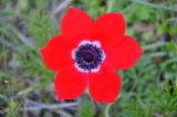 Anemone coronaria