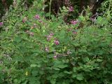 Lespedeza bicolor. Ветви с цветками. Приморский край, Лазовский р-н, Лазовский заповедник, кордон Карпадь. 19.08.2009.