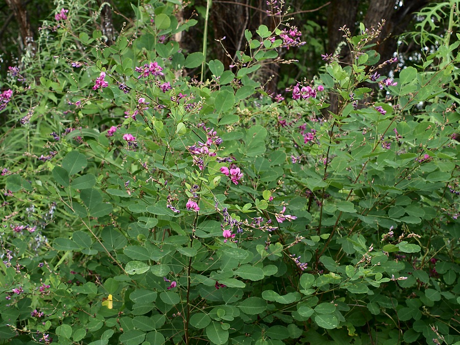 Изображение особи Lespedeza bicolor.