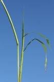 Echinochloa crus-galli