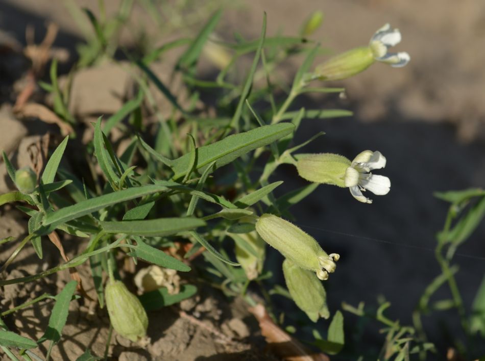 Изображение особи Oberna procumbens.