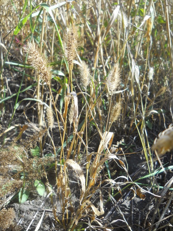 Image of Setaria viridis specimen.