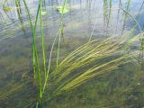 Schoenoplectus lacustris. Растение с воздушно-водными побегами и подводными линейными листьями. Ярославская обл., Угличский р-н, дер. Масальское, р. Корожечна. 24.06.2011.