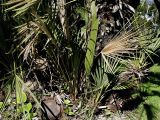 Chamaerops humilis