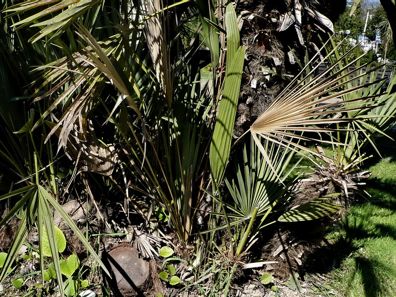 Изображение особи Chamaerops humilis.