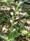 Cephalanthera longifolia