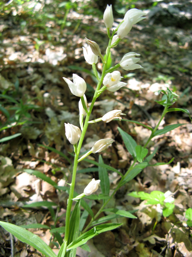 Image of Cephalanthera longifolia specimen.