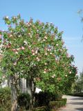 Hibiscus mutabilis