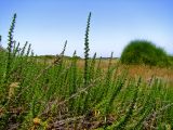 Artemisia monosperma. Вегетирующие растения (справа - Ephedra foemina). Израиль, Шарон, г. Герцлия, высокий берег Средиземного моря. 19.05.2009.