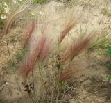 Hordeum jubatum