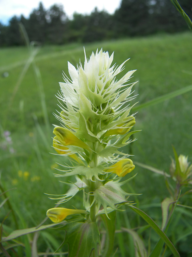 Изображение особи Melampyrum argyrocomum.