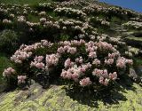 Rhododendron caucasicum