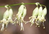 Silene stylosa. Верхушка соцветия. Республика Алтай, окр. пос. Манжерок, остепнённая опушка сосняка на крутом каменистом склоне. 26.08.2009.